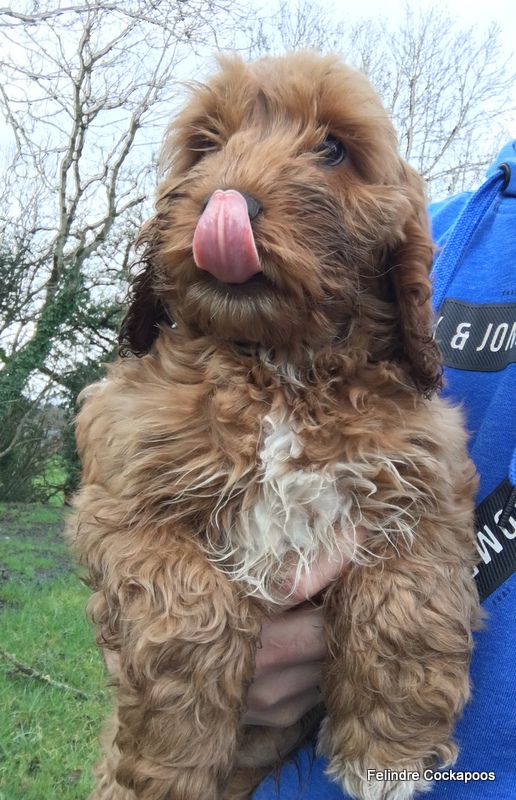 cockapoo puppies for sale near me