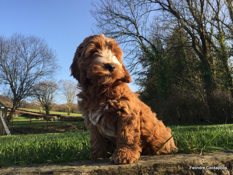 cockapoo puppies for sale