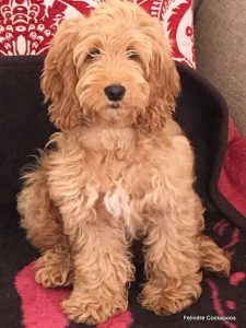 recommended cockapoo breeders
